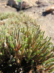 Selaginella corallina