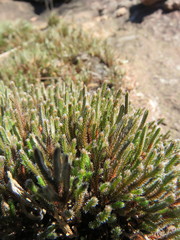 Selaginella corallina