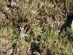 Selaginella corallina