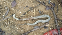 Myrrophis bennettii