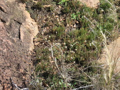 Selaginella corallina