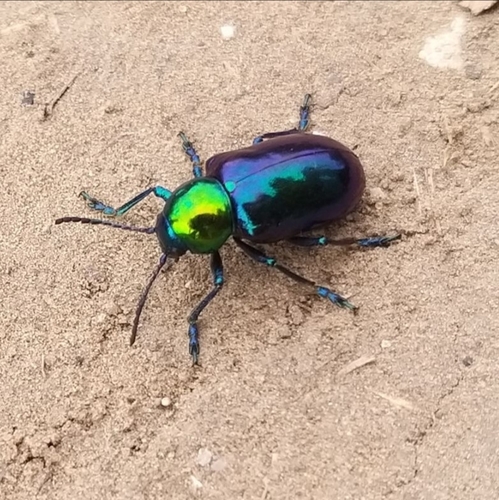 Chrysochares asiaticus