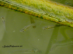 Poeciliopsis infans