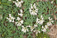 Astragalus australis