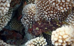 Sebastapistes cyanostigma