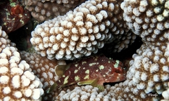 Sebastapistes cyanostigma