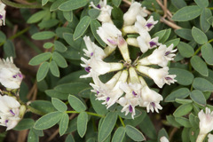 Astragalus australis