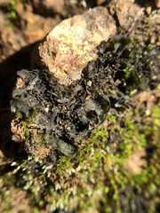 Collema nigrescens