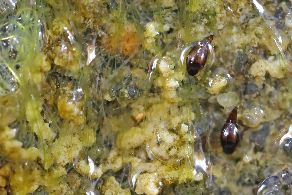 Hydroscapha takahashii