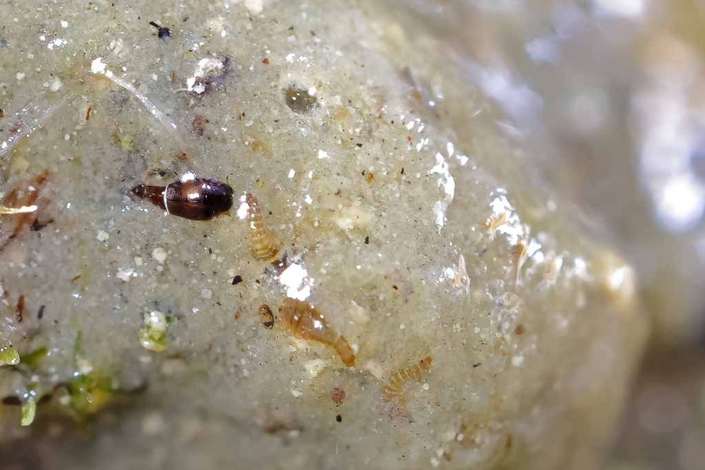 Hydroscapha Hydroscapha takahashii from 233台灣新北市烏來區烏來街12號 on July 1, 2023 at 03:17 ...