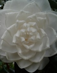 Theaceae