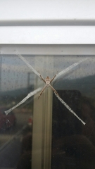 Argiope minuta