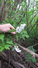Deutzia