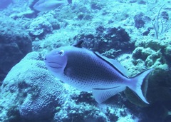 Xanthichthys ringens
