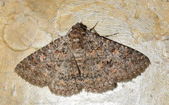 Heteropalpia cortytoides