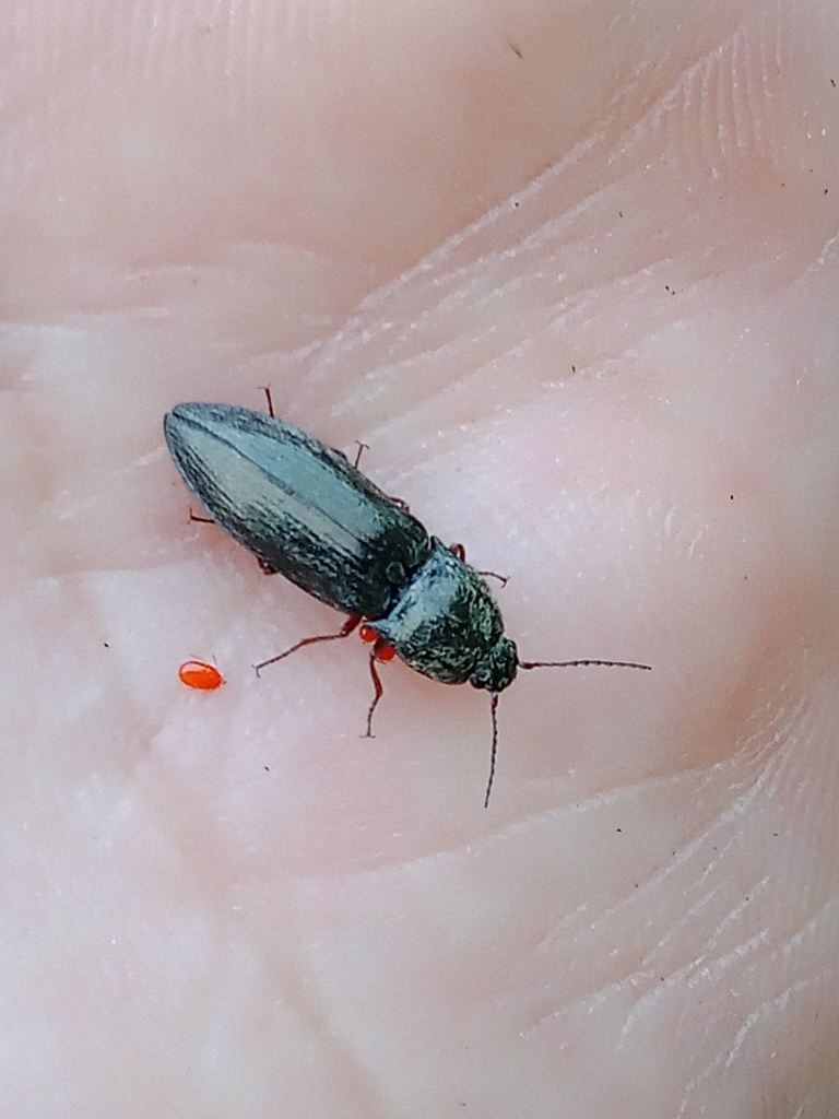 Paraphotistus nigricornis