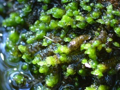 Marsupella emarginata