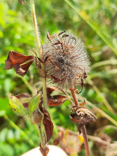 Image of Trifolium diffusum by (c) KAnatoliy, some rights reserved (CC BY)