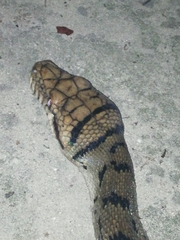 Simalia amethistina