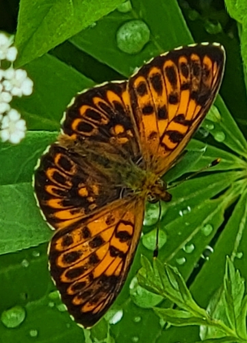 Lesser Marbled Fritillary, 58360 Savonlinna, Suomi, photo 7 of 10