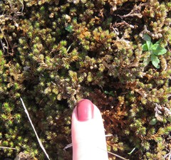 Selaginella peruviana