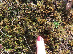 Selaginella peruviana
