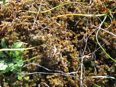 Selaginella peruviana