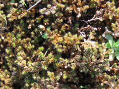 Selaginella peruviana