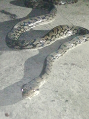 Simalia amethistina