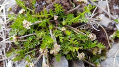 Chaerophyllum colensoi