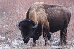 Bison bison athabascae
