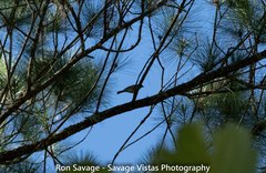 Spindalis dominicensis