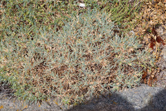 Astragalus terraccianoi