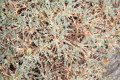 Astragalus terraccianoi