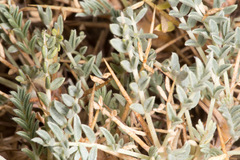 Astragalus terraccianoi