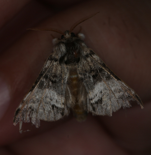 Marbled Brown, Zwolle, Netherlands, photo 9 of 10