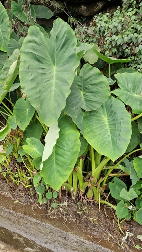 Colocasia esculenta image