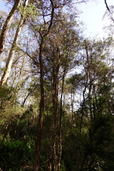 Melaleuca armillaris armillaris