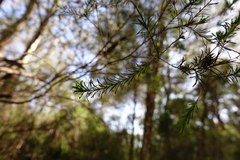 Melaleuca armillaris armillaris