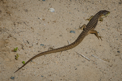Elgaria multicarinata multicarinata