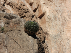 Agave victoriae-reginae