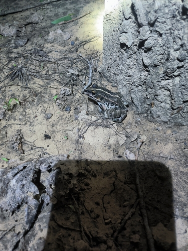 Black-spotted Frog