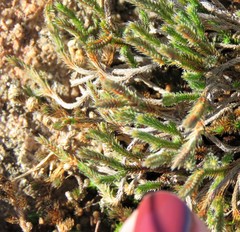 Selaginella corallina