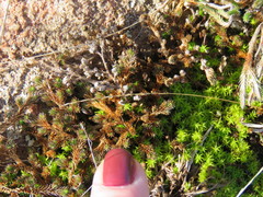 Selaginella corallina
