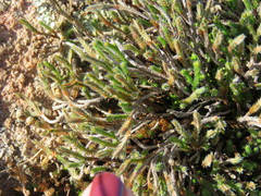 Selaginella corallina