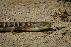 Elgaria multicarinata multicarinata