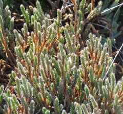 Selaginella corallina