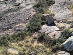 Selaginella corallina