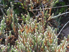 Selaginella corallina