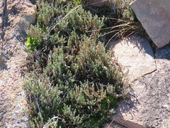 Selaginella corallina